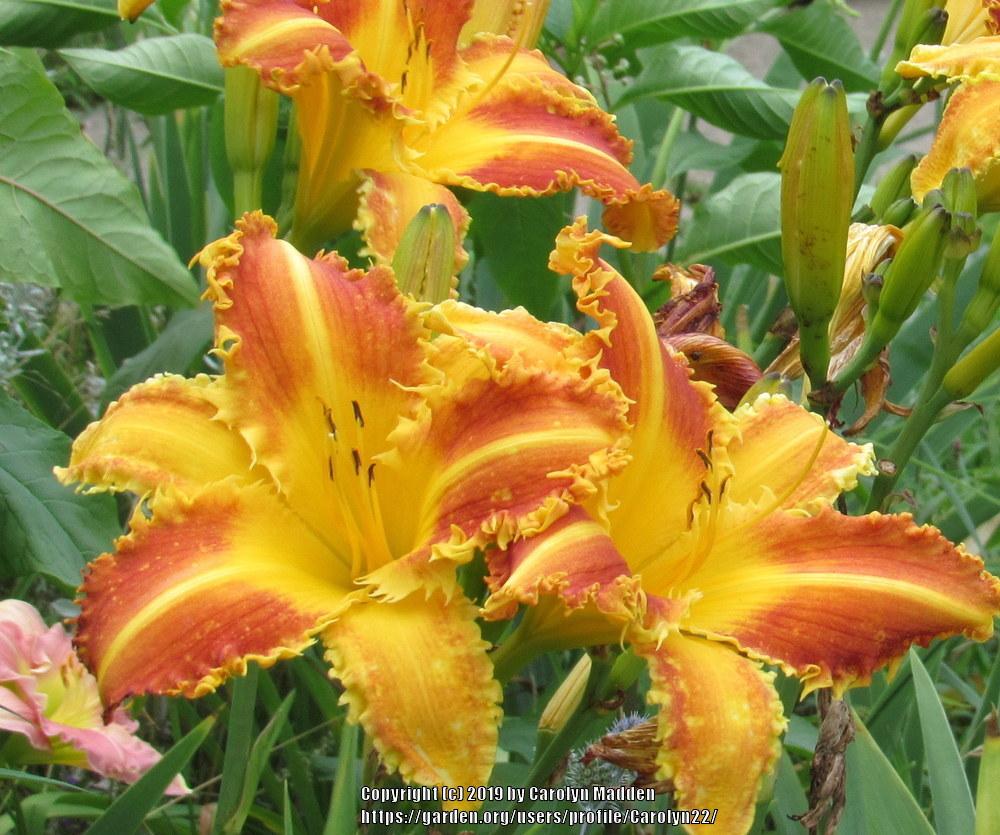 Photo of Daylily (Hemerocallis 'Fang and Claw') uploaded by Carolyn22