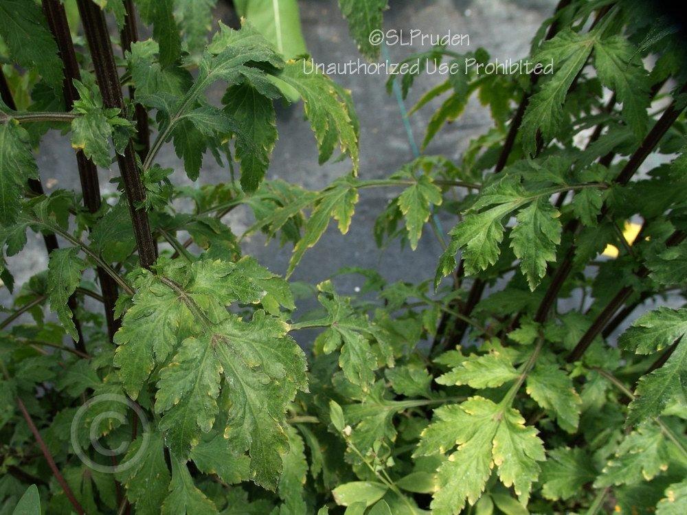 Photo of White Mugwort (Artemisia lactiflora 'Guizhou') uploaded by DaylilySLP