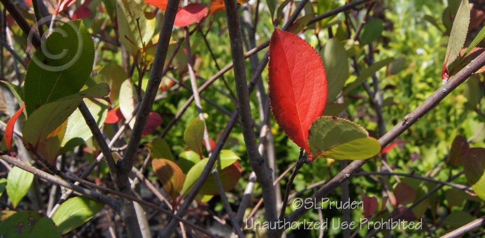 Photo of Black Chokeberry (Aronia melanocarpa 'Autumn Magic') uploaded by DaylilySLP