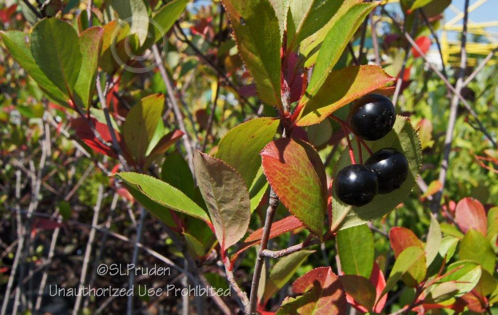 Photo of Black Chokeberry (Aronia melanocarpa 'Autumn Magic') uploaded by DaylilySLP