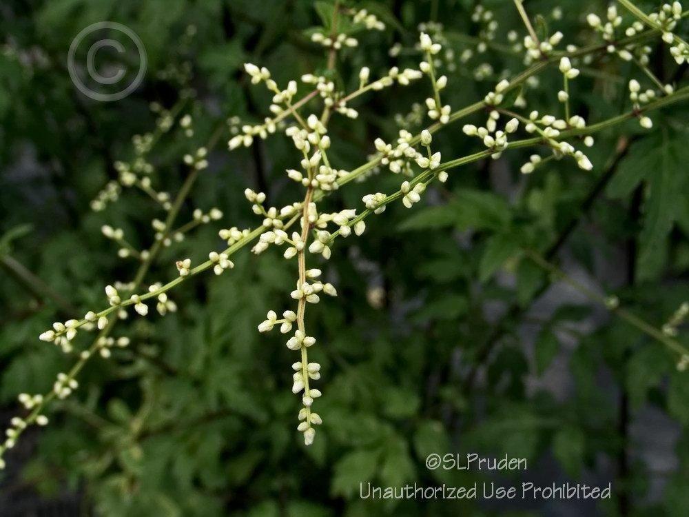 Photo of White Mugwort (Artemisia lactiflora 'Guizhou') uploaded by DaylilySLP