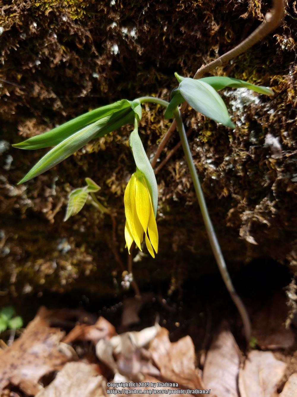 Photo of Large-flowered Bellwort (Uvularia grandiflora) uploaded by DraDiana