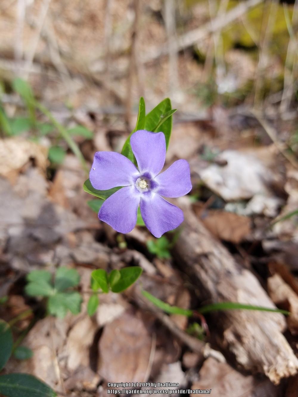 Photo of Lesser Periwinkle (Vinca minor) uploaded by DraDiana