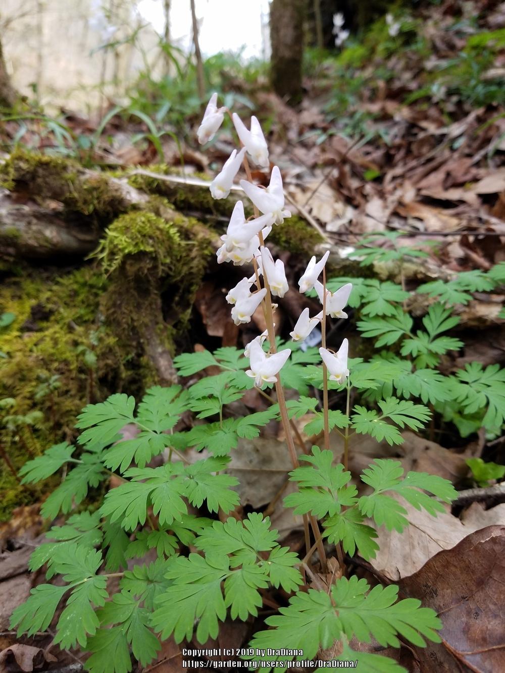Photo of Dutchman's Breeches (Dicentra cucullaria) uploaded by DraDiana