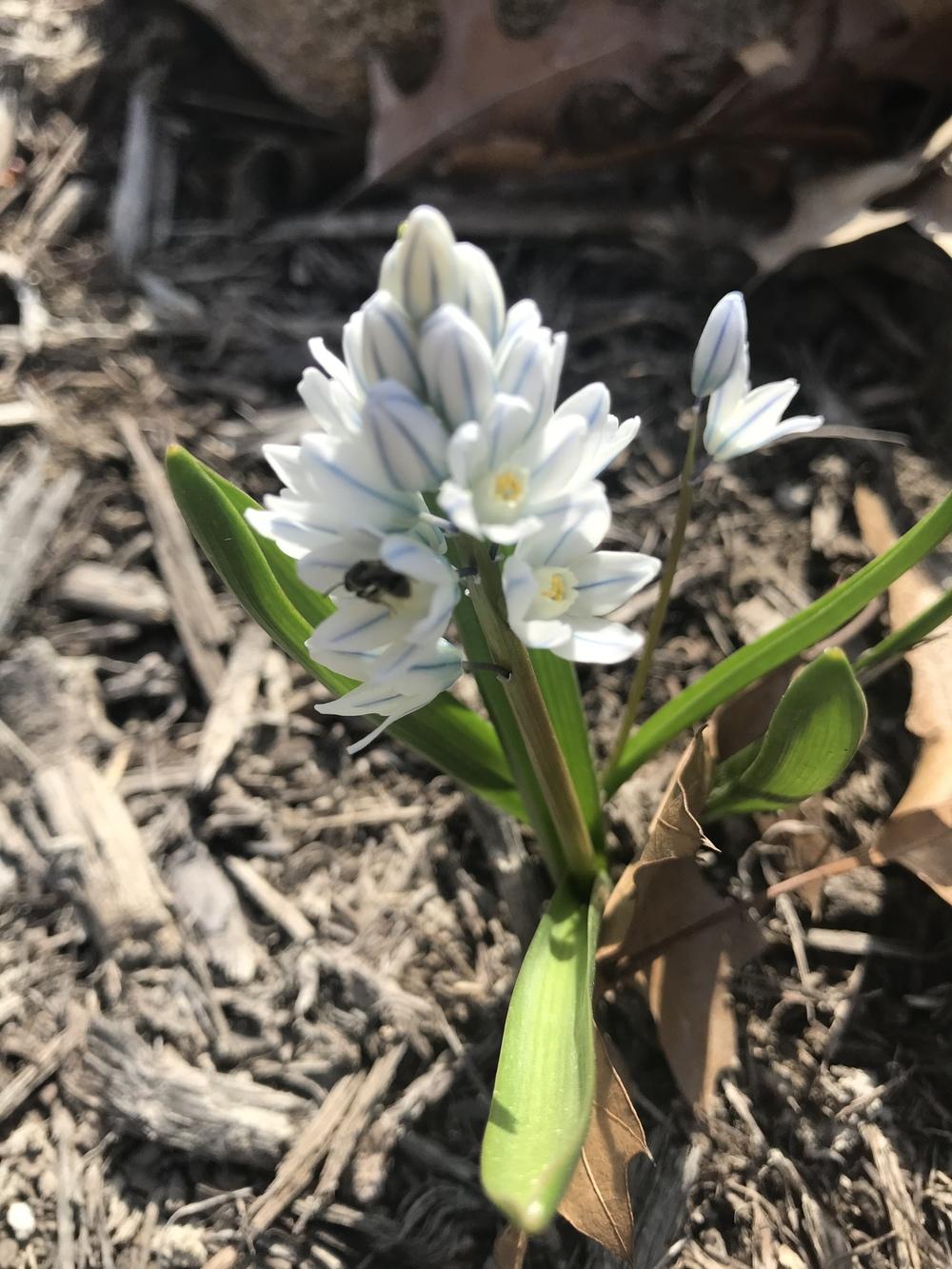 Photo of Striped Squill (Puschkinia scilloides) uploaded by Legalily