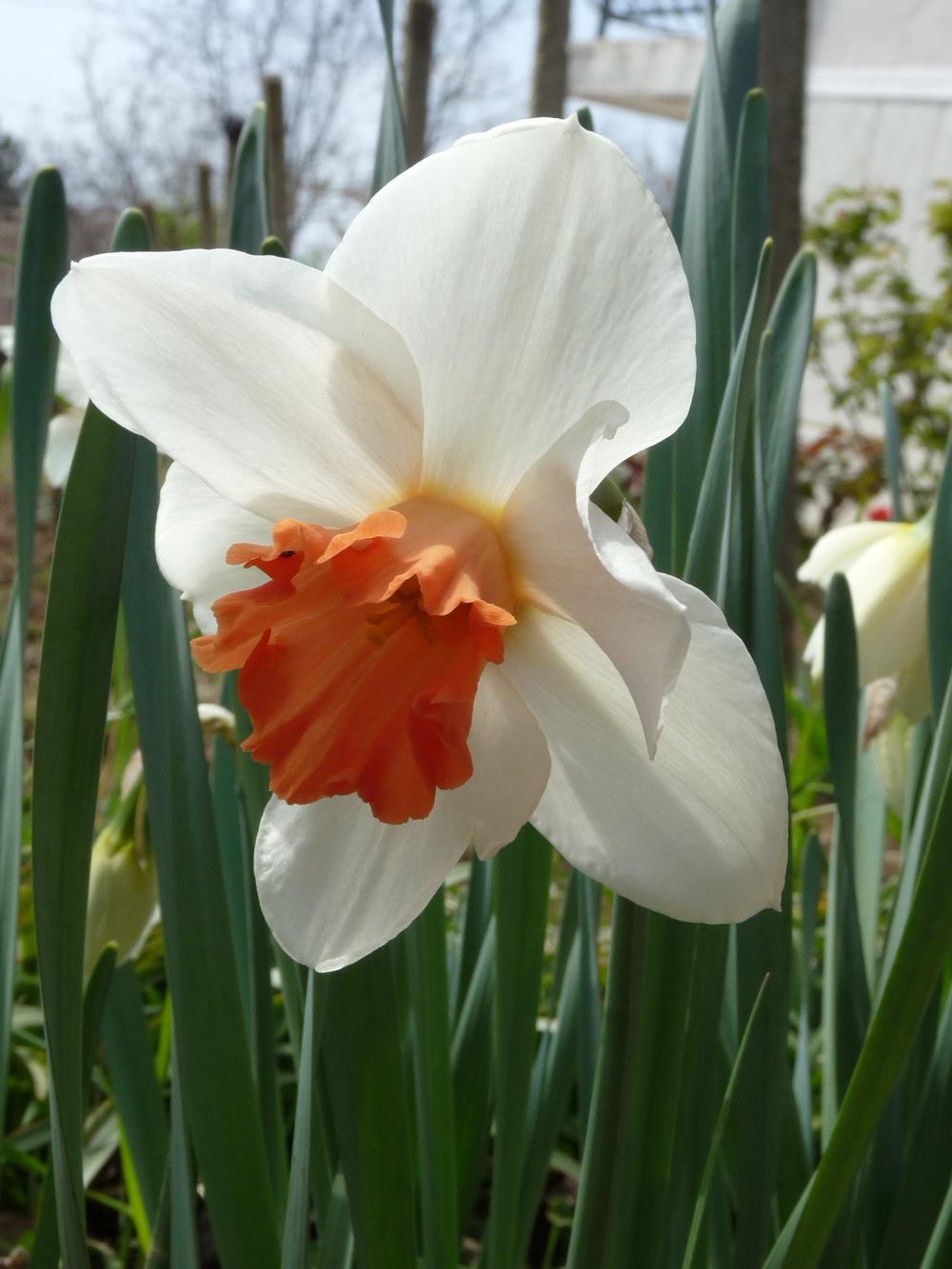 Photo of Large Cupped Daffodil (Narcissus 'Cool Flame') uploaded by Nevita