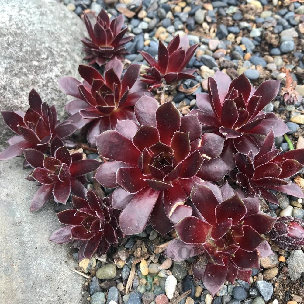 Photo of Hen and Chicks (Sempervivum 'Pacific Green Sleeves') uploaded by Patty