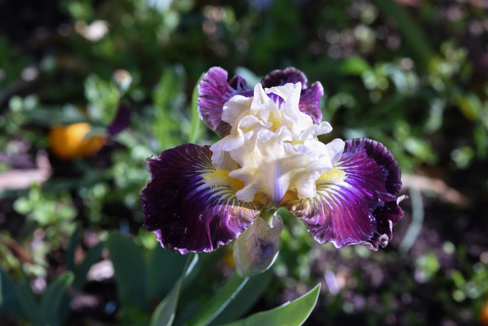 Photo of Intermediate Bearded Iris (Iris 'Cit Turin') uploaded by cliftoncat