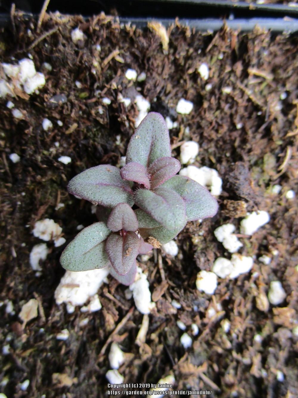 Photo of Hairy Mountain Mint (Pycnanthemum verticillatum var. pilosum) uploaded by janinilulu