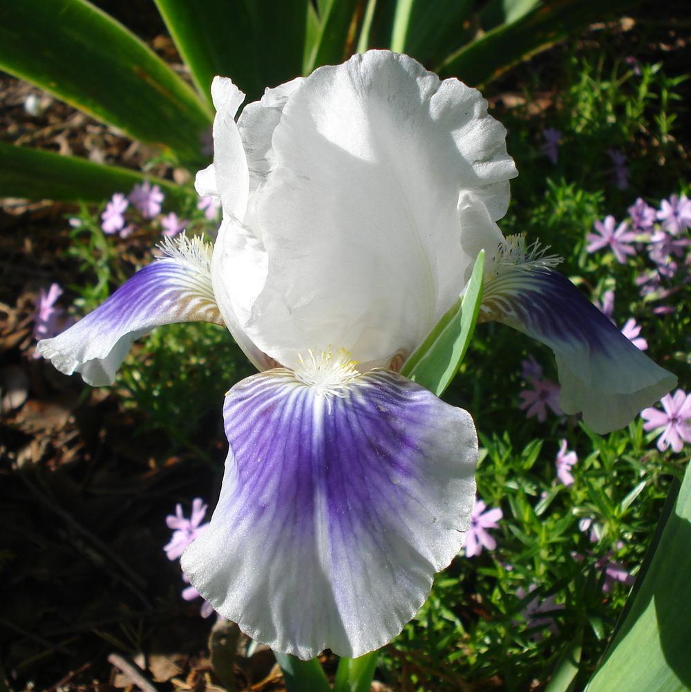 Photo of Standard Dwarf Bearded Iris (Iris 'Boo') uploaded by lovemyhouse