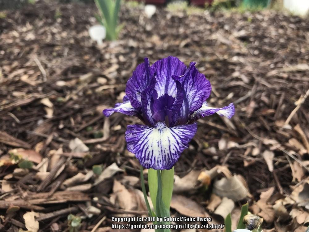 Photo of Standard Dwarf Bearded Iris (Iris 'Little Stitches') uploaded by Cuzz4short