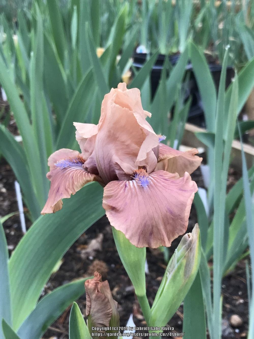 Photo of Intermediate Bearded Iris (Iris 'Rust Never Sleeps') uploaded by Cuzz4short