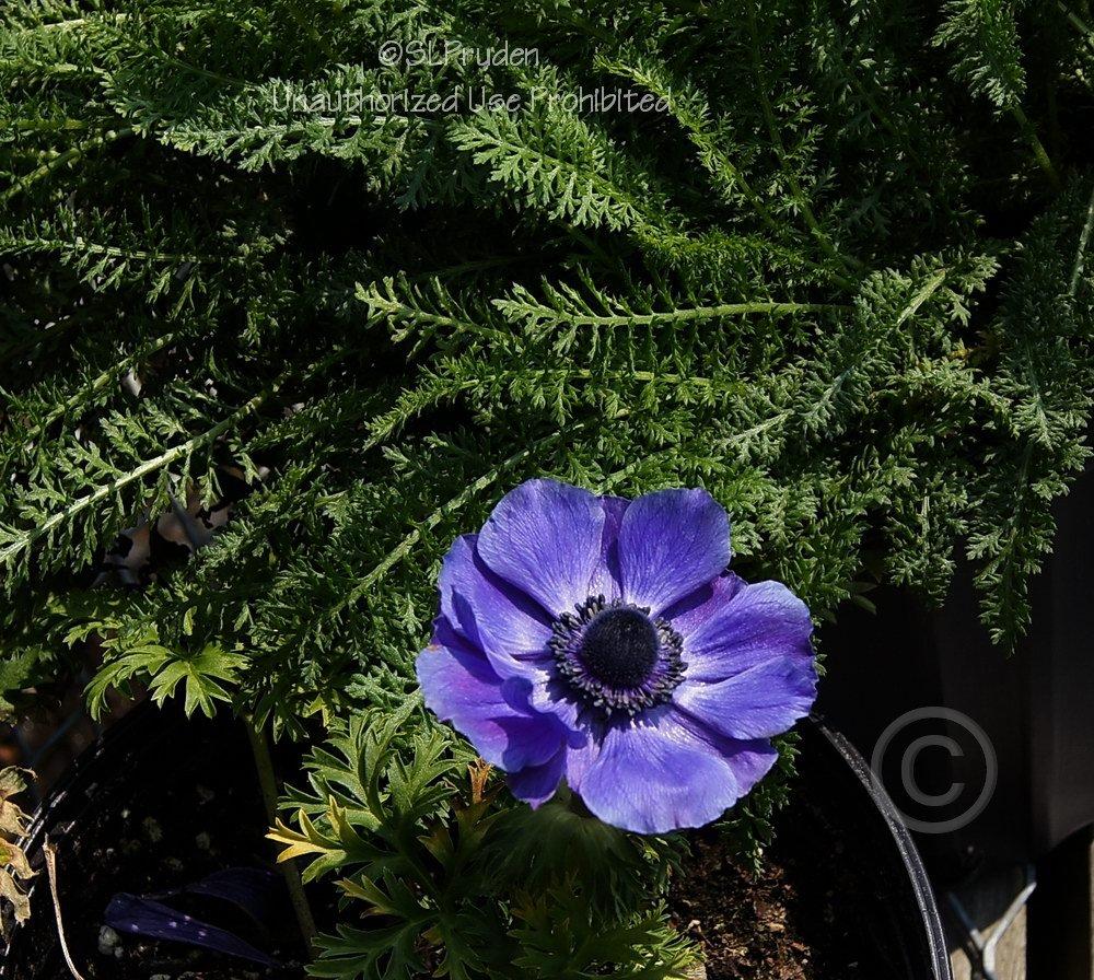 Photo of Grecian Windflower (Anemone coronaria 'Harmony Blue') uploaded by DaylilySLP