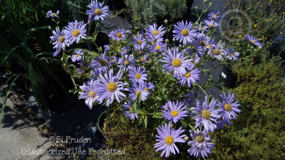 Photo of Aster (Aster x frikartii 'Monch') uploaded by DaylilySLP