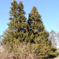 Location: Tyler Arboretum near Media, Pennsylvania
Date: 2010-01-09
two mature old trees