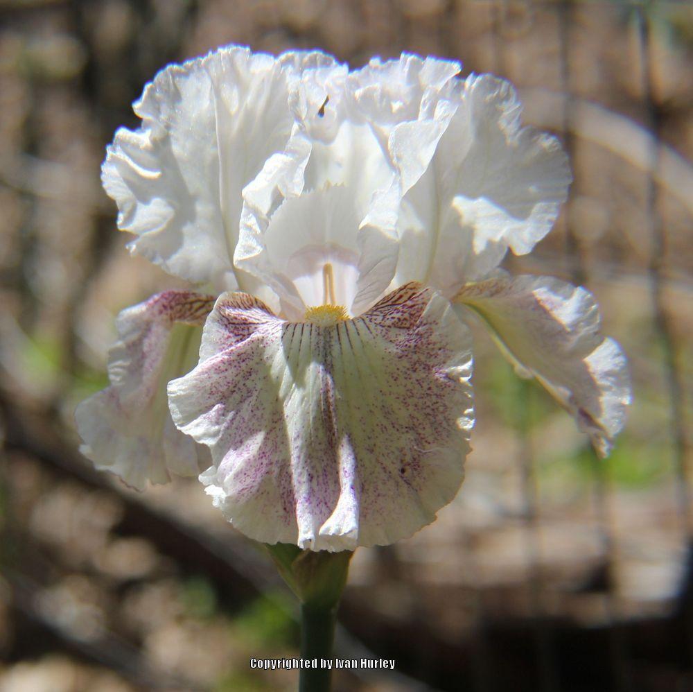 Photo of Tall Bearded Iris (Iris 'Hi There Gorgeous') uploaded by Ivan_N_Tx