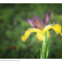 Location: My Garden.
Date: 2019-04-09
Spuria Iris bloom