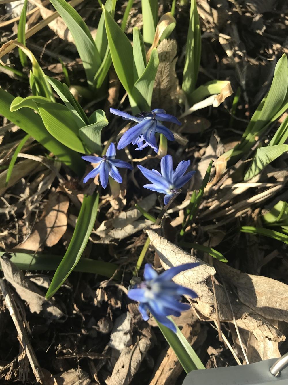Photo of Siberian Squill (Scilla siberica 'Spring Beauty') uploaded by Legalily