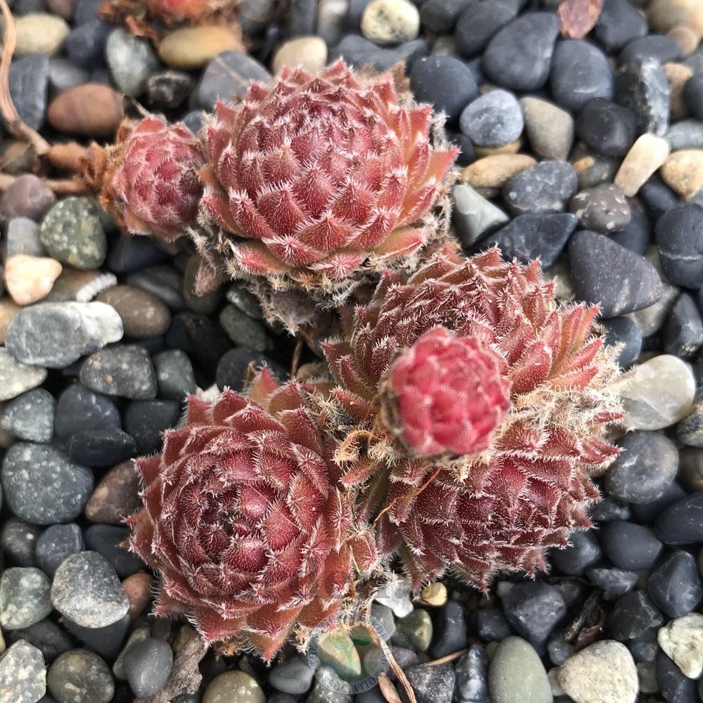 Photo of Hen and Chicks (Sempervivum 'Suite Minuet') uploaded by Patty