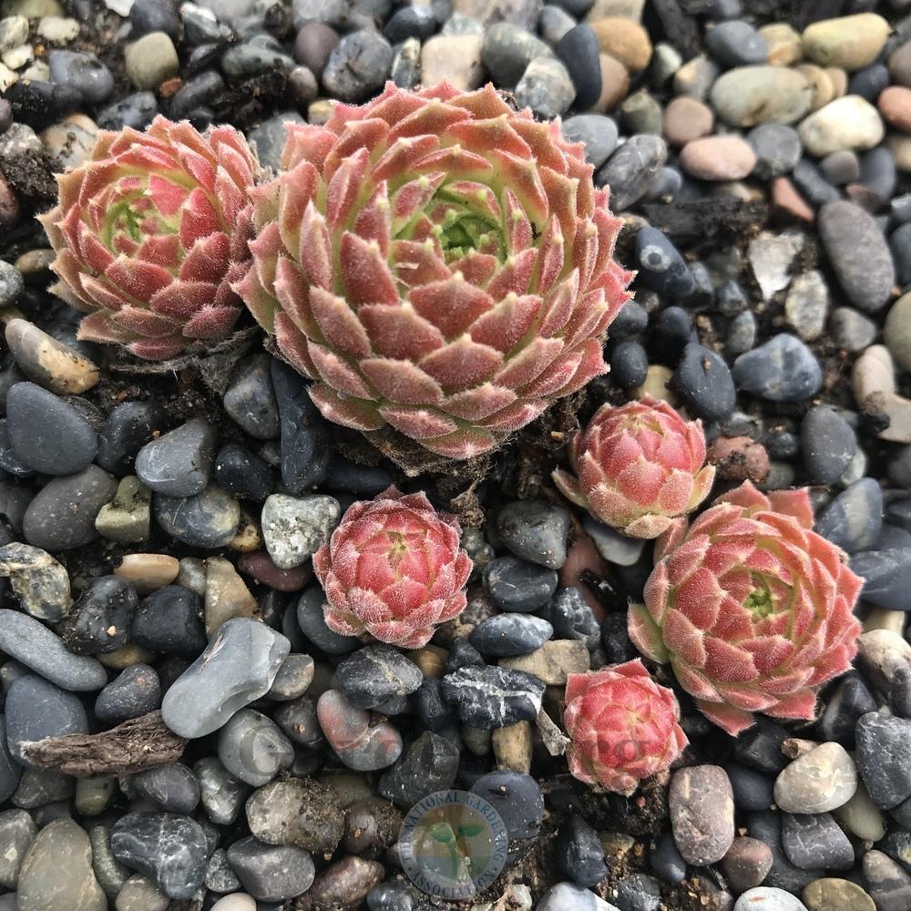 Photo of Hen and Chicks (Sempervivum 'Cuddles') uploaded by Patty