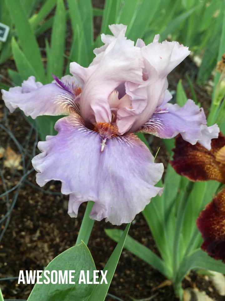 Photo of Tall Bearded Iris (Iris 'Awesome Alex') uploaded by Smyers817