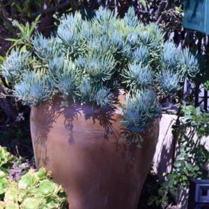 grows well in containers and in the garden