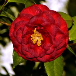 Location: Botanical Gardens of the State of Georgia...Athens, Ga
Date: 2019-04-07
Japanese Camellia - Mathotiana 008