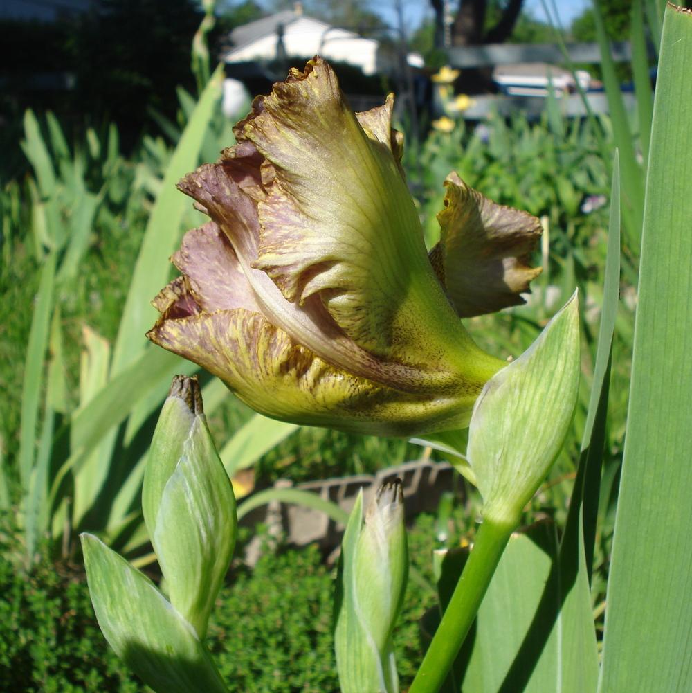 Photo of Tall Bearded Iris (Iris 'Tiger Honey') uploaded by lovemyhouse