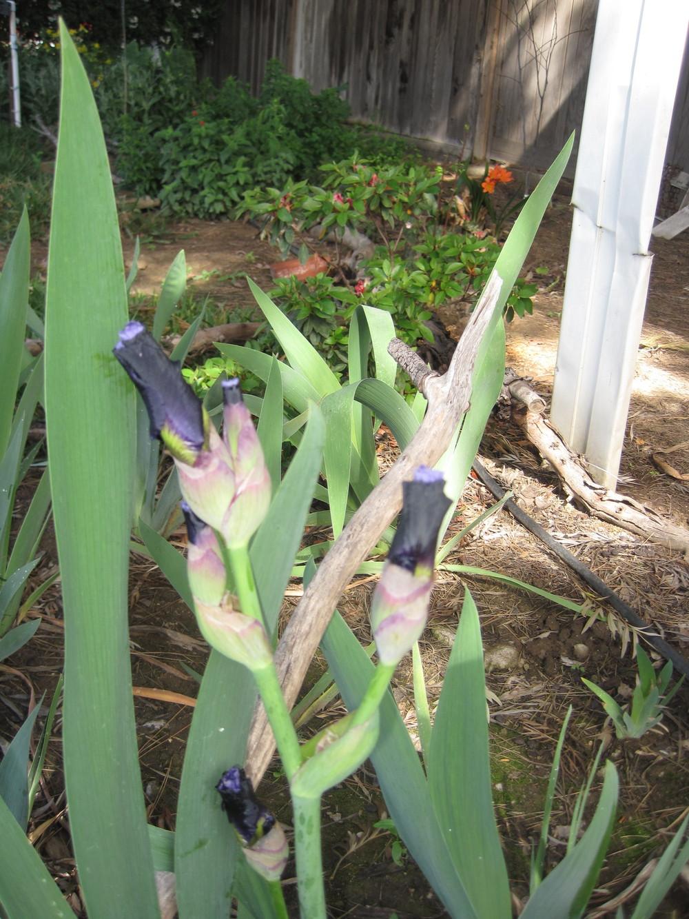 Photo of Tall Bearded Iris (Iris 'Dangerous Mood') uploaded by shalyn