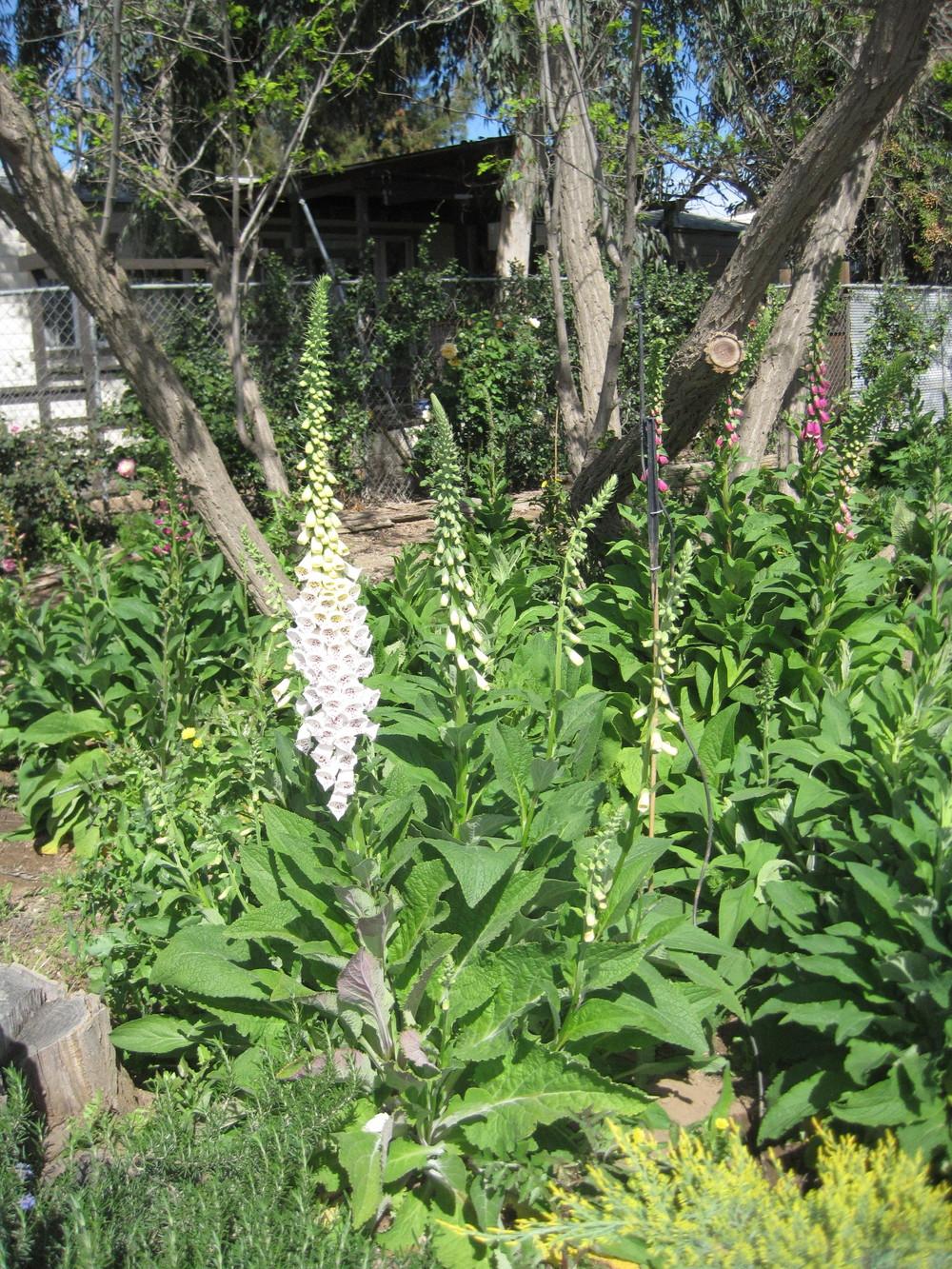 Photo of Foxgloves (Digitalis) uploaded by shalyn