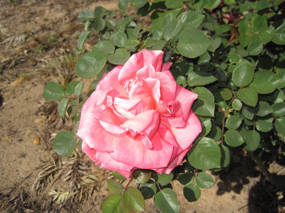 Photo of Rose (Rosa 'Tropicana') uploaded by shalyn