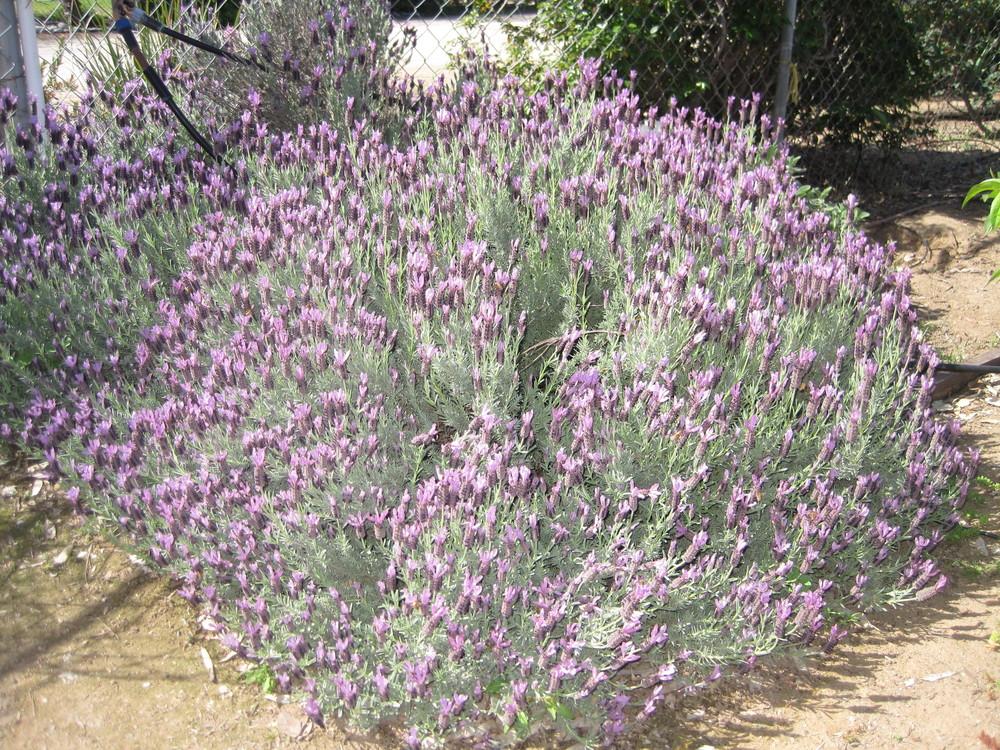 Photo of Spanish Lavender (Lavandula stoechas) uploaded by shalyn