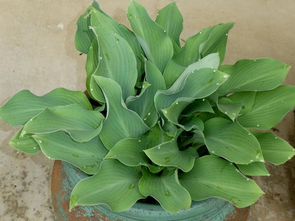 Photo of Hosta 'Blue Ripples' uploaded by wildflowers