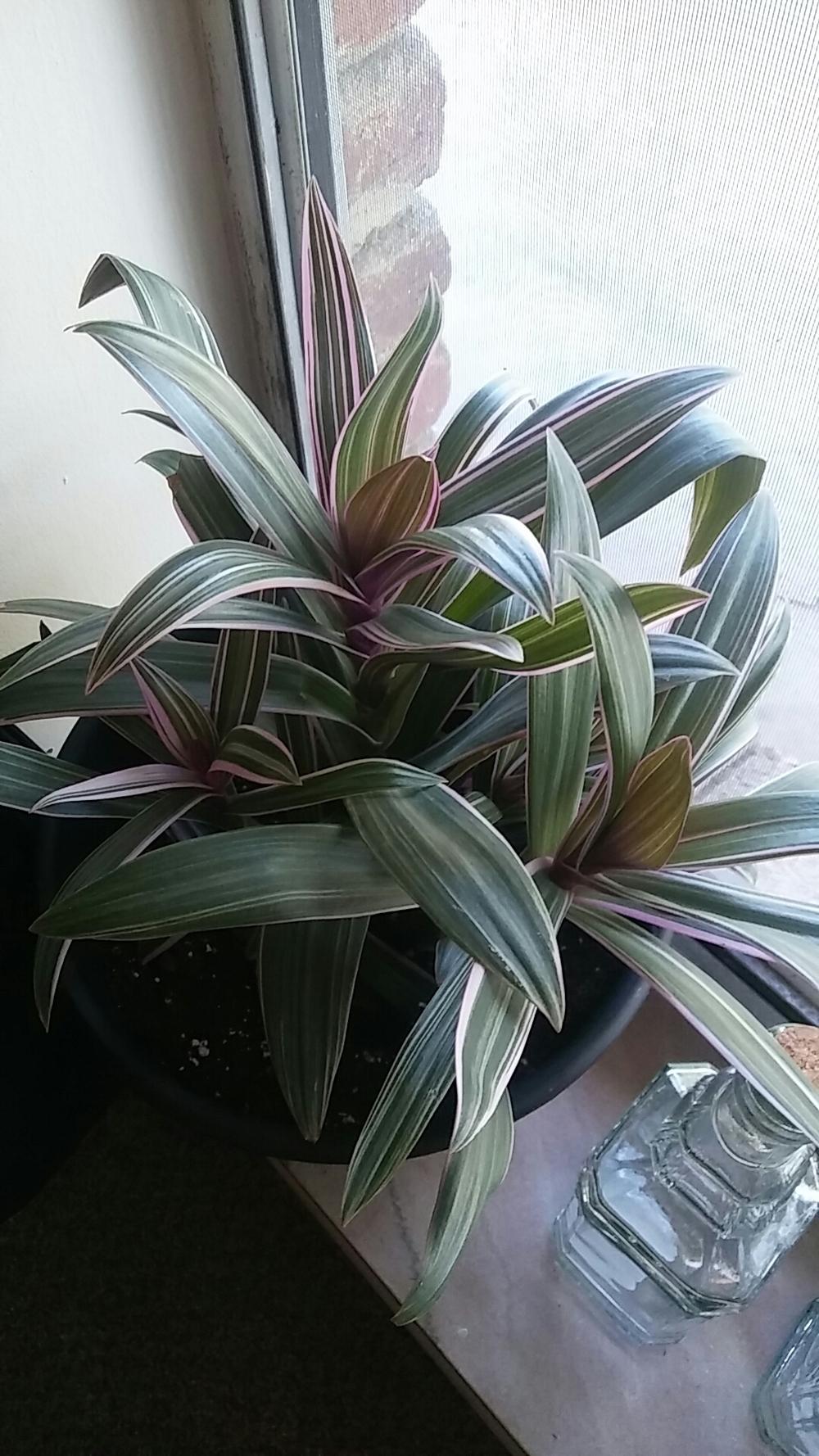 Photo of Oyster Plant (Tradescantia spathacea) uploaded by Babsalot