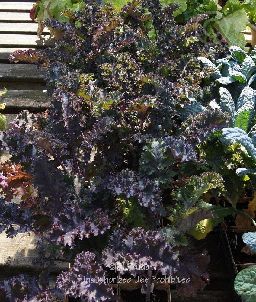Photo of Kale (Brassica oleracea var. viridis 'Redbor') uploaded by DaylilySLP