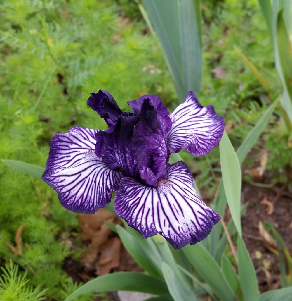 Photo of Intermediate Bearded Iris (Iris 'Line Drive') uploaded by FAIRYROSE
