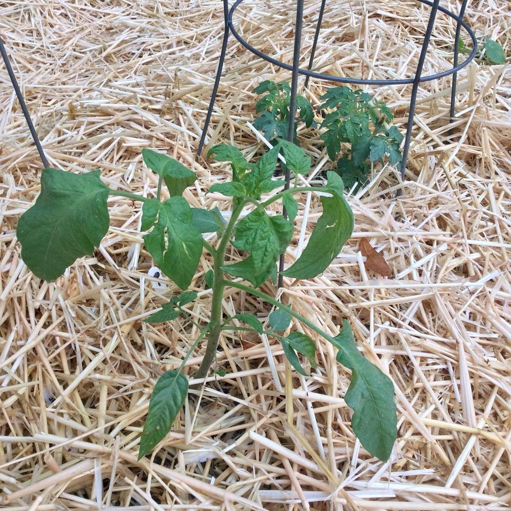 Photo of Tomato (Solanum lycopersicum 'Brandywine, Sudduth Strain') uploaded by GaNinFl