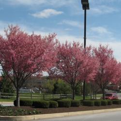 Location: Downingtown, Pennsylvania
Date: 2008-04-05
trees in parking lot island