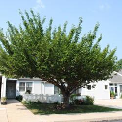 Location: Newtown Square, Pennsylvania
Date: 2011-07-22
maturing tree in summer