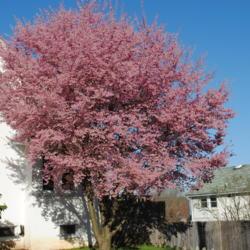 Location: Downingtown, Pennsylvania
Date: 2010-04-01
lone tree in bloom