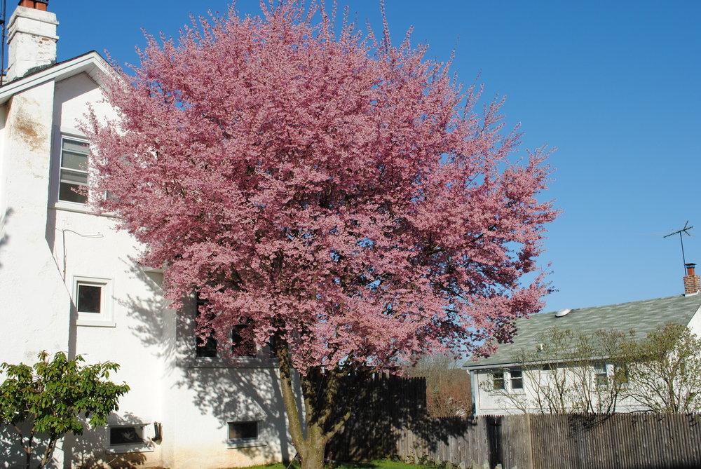 Photo of Flowering Cherry (Prunus 'Okame') uploaded by ILPARW
