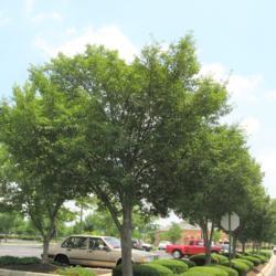 Location: Downingtown, Pennsylvania
Date: 2009-07-02
trees in parking lot island in summer