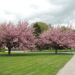 Location: Downingtown, Pennsylvania
Date: 2011-04-28
two trees in bloom in school yard