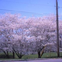 Location: West Chester, Pennsylvania
Date: April of 2003
line of trees in bloom