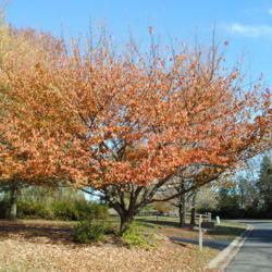 Location: West Chester, Pennsylvania
Date: 2010-11-10
full-grown tree in fall colour