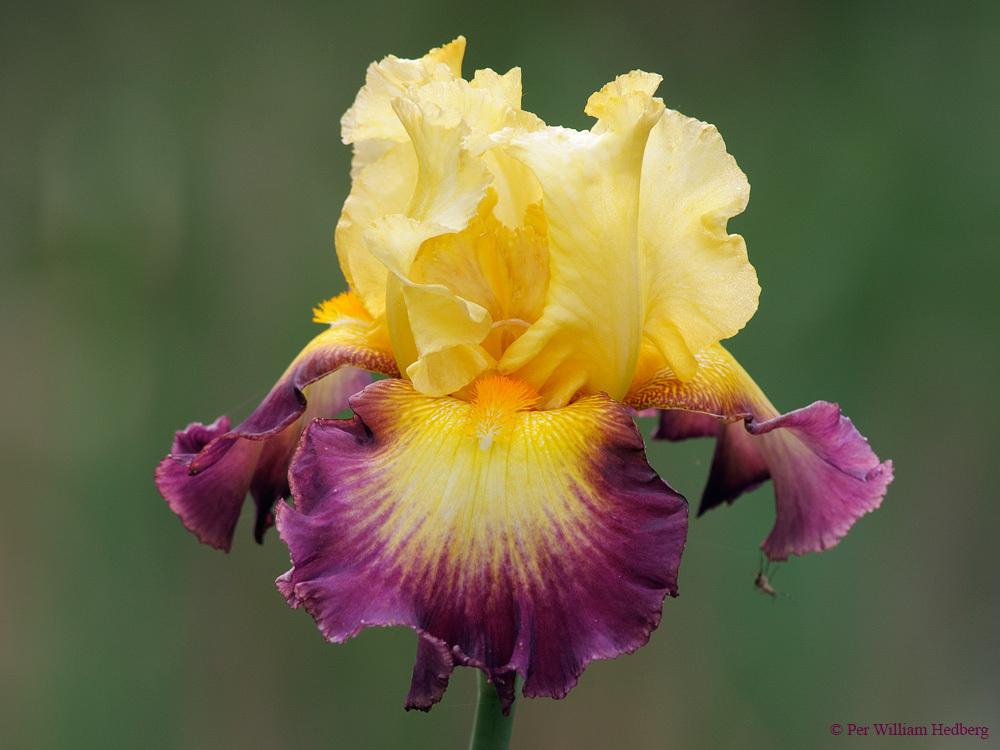 Photo of Tall Bearded Iris (Iris 'Jacques Coeur') uploaded by William