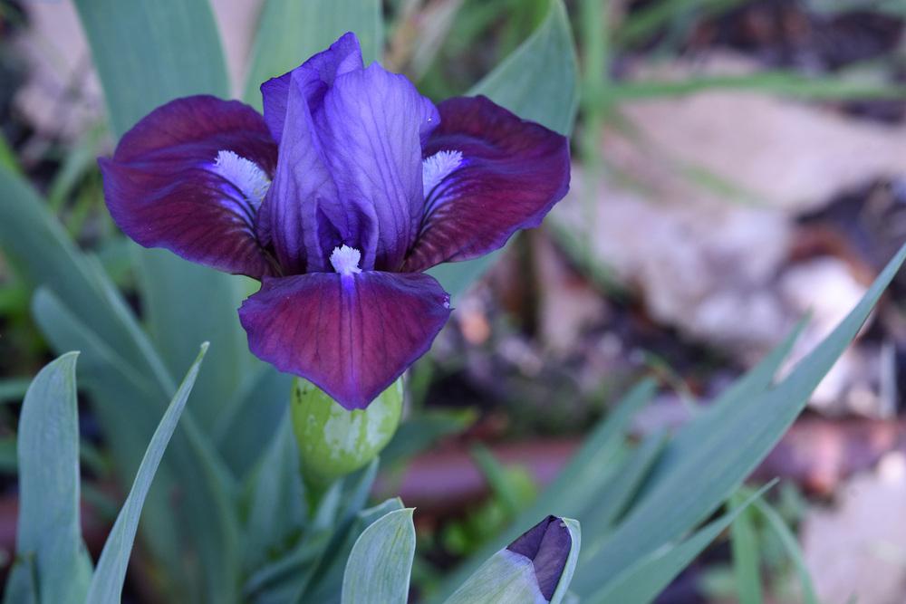 Photo of Standard Dwarf Bearded Iris (Iris 'Flirting Again') uploaded by cliftoncat