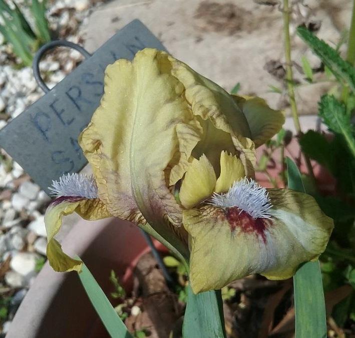 Photo of Arilbred Iris (Iris 'Persian Sapphire') uploaded by grannysgarden