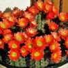 Giant Claret-Cup Cactus, Salmon-Flowered Hedgehog or Spiny Hedgeh