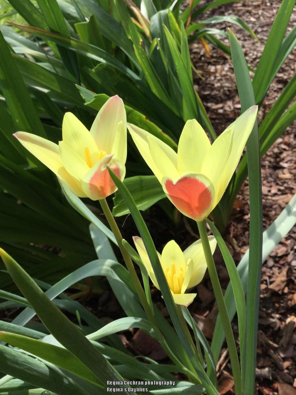 Photo of Lady Tulip (Tulipa clusiana 'Tinka') uploaded by scflowers